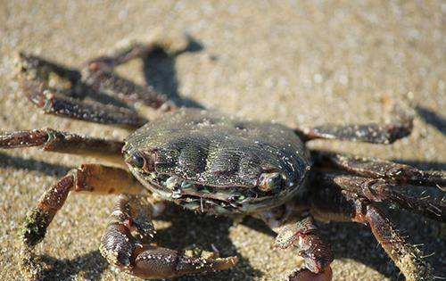 螃蟹蒸多久能熟,螃蟹一般蒸多长时间熟图3