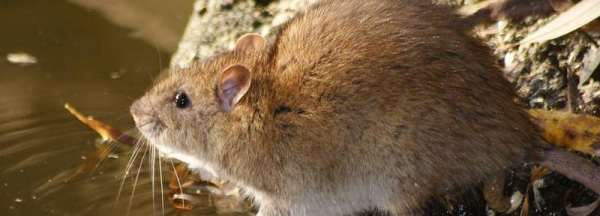 学生宿舍怎么驱赶老鼠,宿舍有老鼠怎么办图7