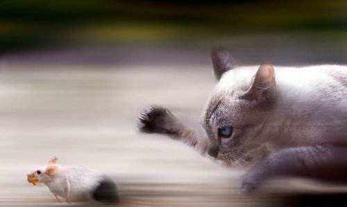 学生宿舍怎么驱赶老鼠,宿舍有老鼠怎么办图5