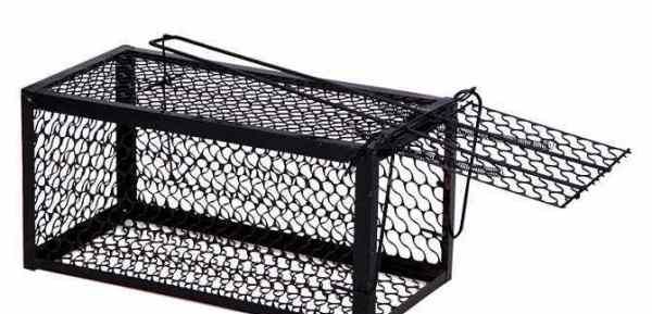 学生宿舍怎么驱赶老鼠,宿舍有老鼠怎么办图3