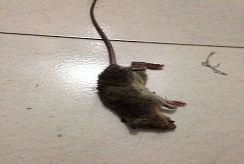 宿舍抓到老鼠后怎么处理?