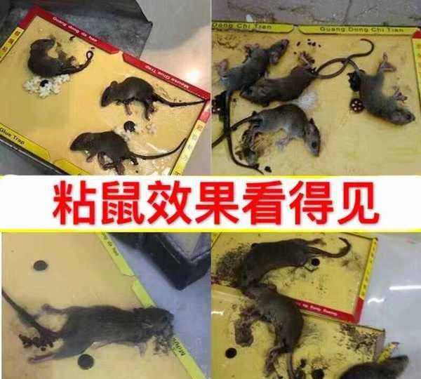 学生宿舍怎么驱赶老鼠,宿舍有老鼠怎么办图2