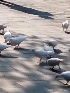 ​人为什么老实，老实人又有什么特质呢？