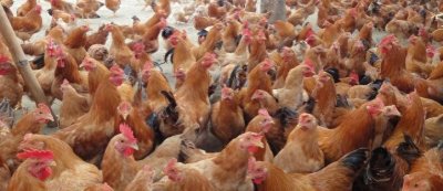 ​养鸡怎样预防鸡瘟？鸡瘟用什么方法最有效，妙招教你如何治疗鸡瘟