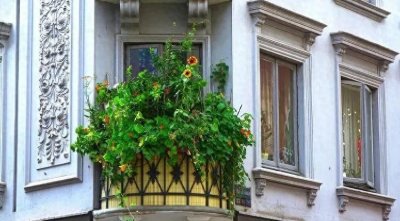 ​哪些绿植适合种在阳台？有什么讲究？