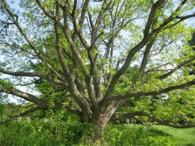 ​黄檗是一种什么样的树种？