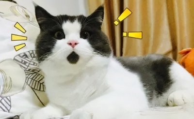 ​离谱！什么表情包竟然能卖360万？网友：贫穷限制了我的想象