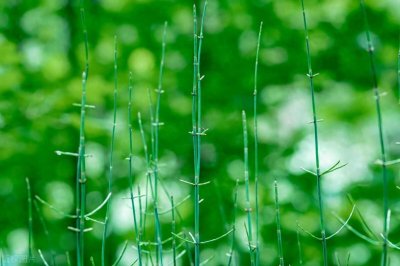 ​节节草是什么？提醒：老年人坚持用它泡脚，或解决多年“老问题”