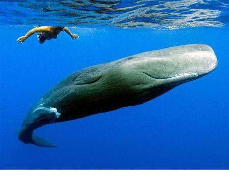 抹香鲸智商相当于几岁(抹香鲸的寿命)