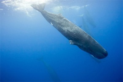 ​抹香鲸智商相当于几岁(抹香鲸的寿命)