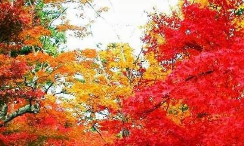 香山红叶最佳观赏时间是什么时间,香山红叶最佳观赏期是在几月图7