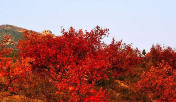 香山红叶最佳观赏时间是什么时间,香山红叶最佳观赏期是在几月图3