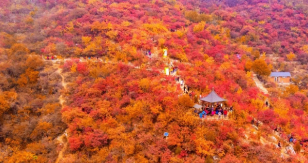 香山红叶最佳观赏时间是什么时间,香山红叶最佳观赏期是在几月图8