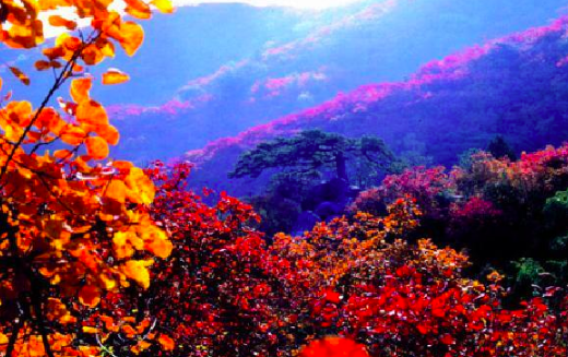 香山红叶最佳观赏时间是什么时间,香山红叶最佳观赏期是在几月图1