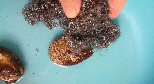 鲍鱼怎么清洗，鲍鱼怎么洗干净，鲍鱼的正确清洗方法？图2