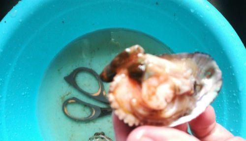 鲍鱼怎么清洗，鲍鱼怎么洗干净，鲍鱼的正确清洗方法？图5