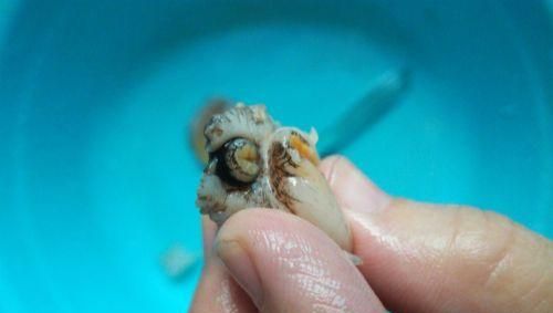 鲍鱼怎么清洗，鲍鱼怎么洗干净，鲍鱼的正确清洗方法？图6