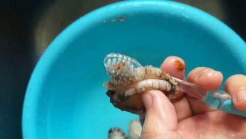 鲍鱼怎么清洗，鲍鱼怎么洗干净，鲍鱼的正确清洗方法？图4