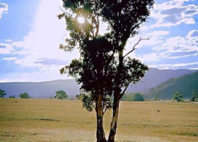 ​刘诗诗郑嘉颖（郑嘉颖被TVB捧杀成最水视帝）