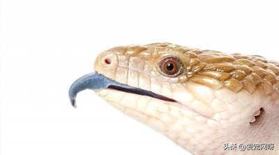 ​蓝舌石龙子饲养指南