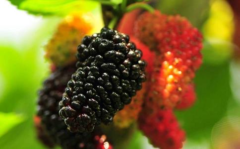 古代最早什么时候出现的栽桑养蚕?是东汉时期内蒙古吗?