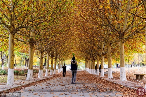 每日纪实精选：重庆一天桥现“空中公厕” 露天如厕不分男女