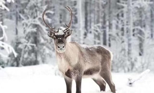 春节旅游去哪里，春节不想在家过，去哪里玩比较合适？图11