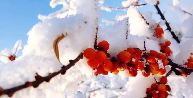 春节旅游去哪里，春节不想在家过，去哪里玩比较合适？图13